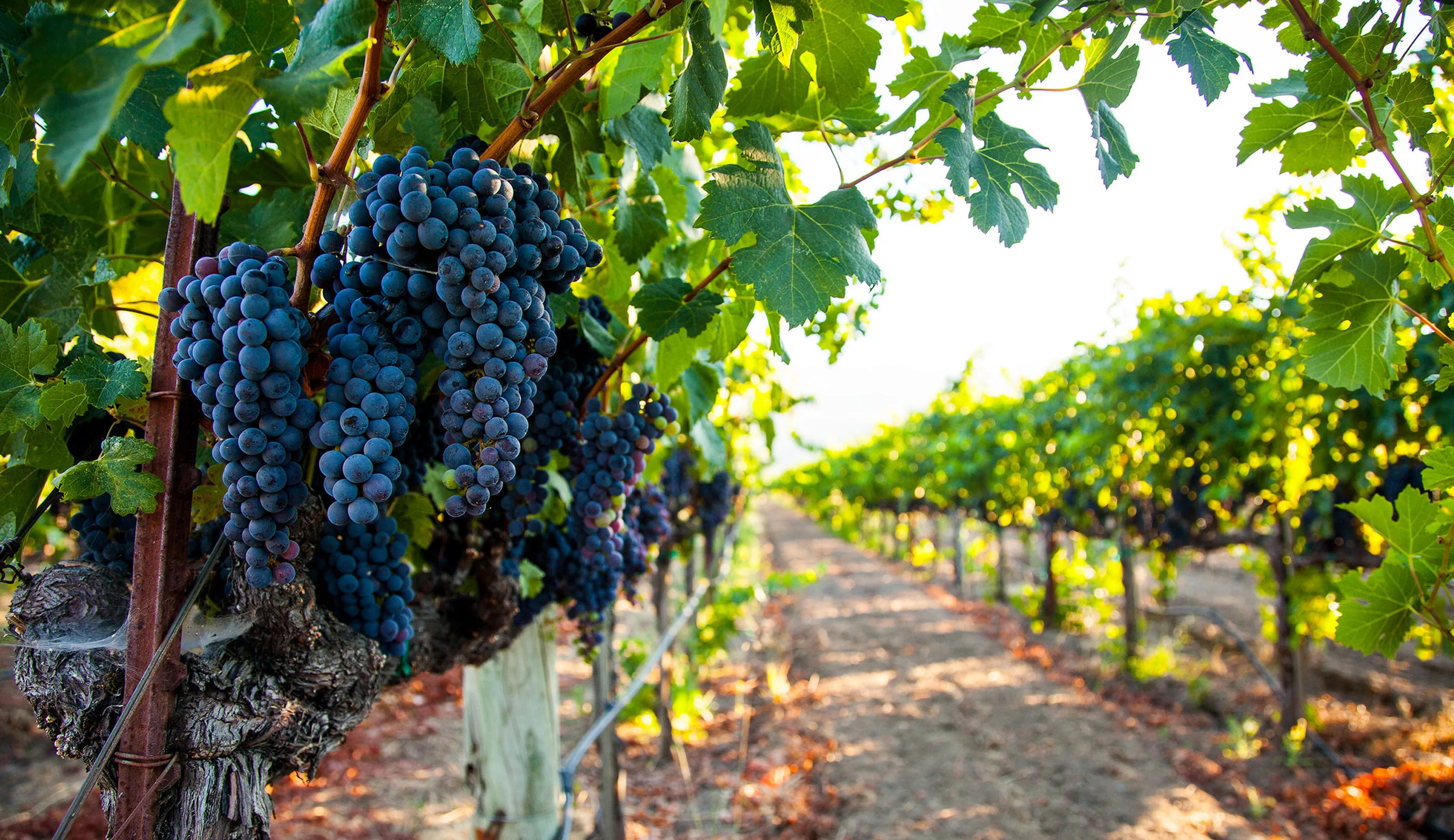Grapes ripening on the vine in wine country, Sonoma, CA